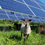  Agrivoltaico, la svolta energetica dell’agricoltura